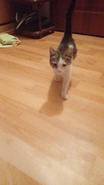 Котенок