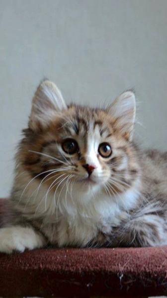 Котик курильского бобтейла