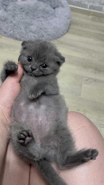 Продаю котенка британка вислоухая