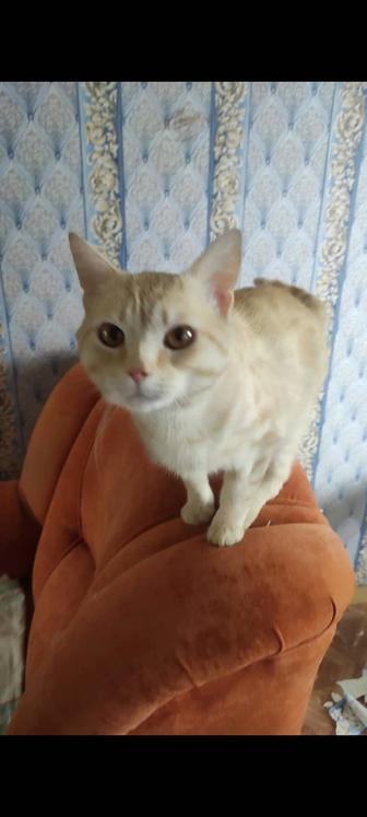 Рыжий котик охотник