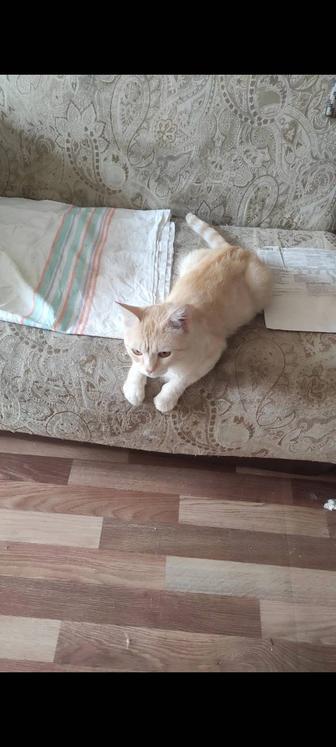 Рыжий котик охотник