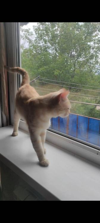 Рыжий котик охотник