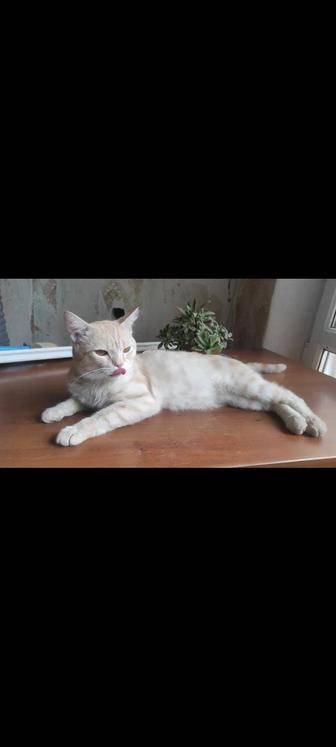 Рыжий котик охотник