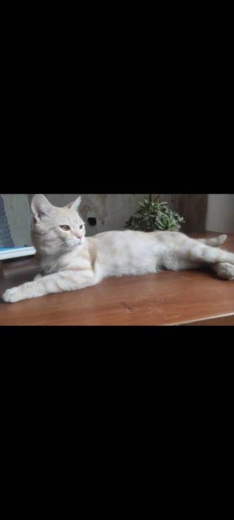 Рыжий котик охотник