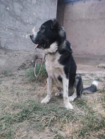 Срочно продается Алабай,активный,молодой
