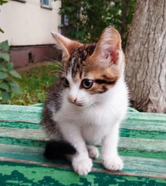 Котенок