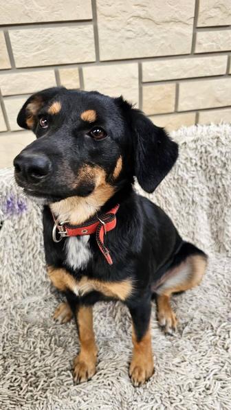 Отдам бесплатно щенка.