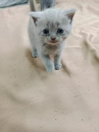 Кошки