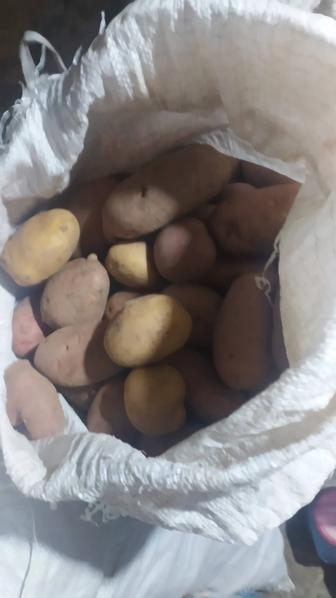 Для дома и сада картофель