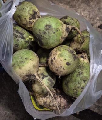 Продам маргеланскую редьку