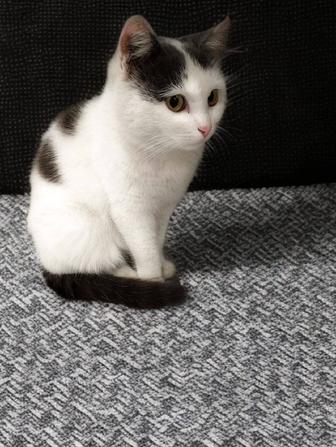 Котенок в добрые руки