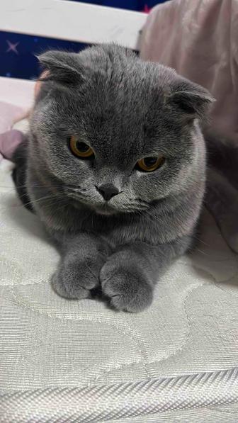 Отдам кошечку в добрую семью