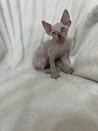 Котенок сфинкс