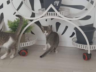 Отдам даром котят