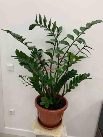 Продам комнатное растение денежное дерево замиокулькас