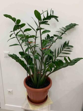 Продам комнатное растение денежное дерево замиокулькас