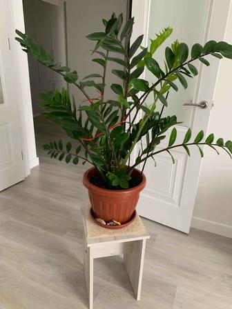 Продам комнатное растение денежное дерево замиокулькас