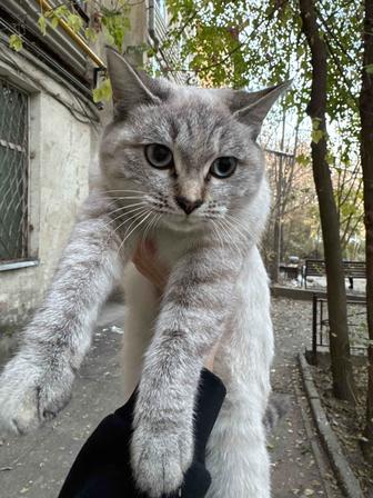 Ищу ответственных и добрых хозяев для котенка