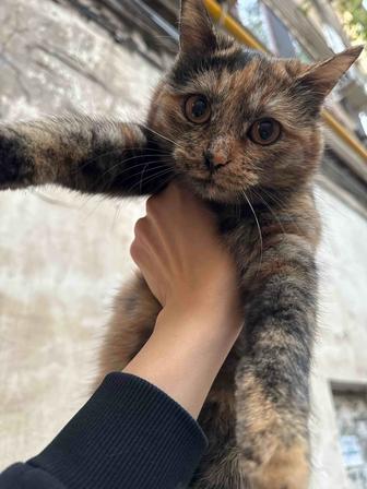 Ищу ответственных и добрых хозяев для котенка