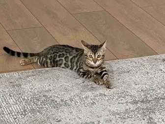 Котенок породы Бенгал