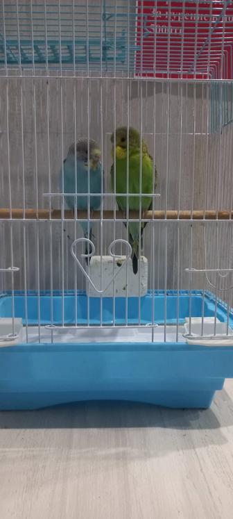 Продам 2попугая с клеткой