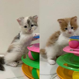 Девочки мейнкун с родословными