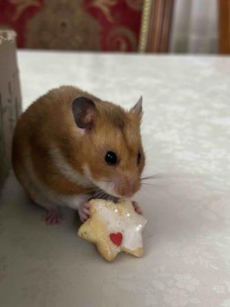 Хомяк ручной с клеткой и кормом