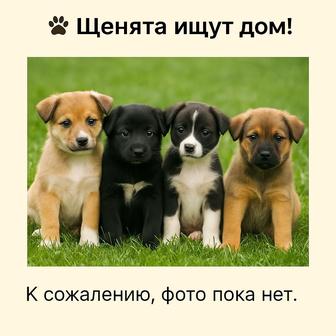 Отдам щенят в добрые руки