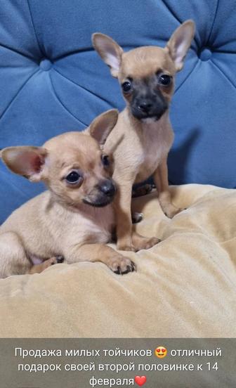 Мини той-терьер