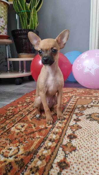 Мини той-терьер