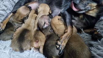 Мини той-терьер, бронь!