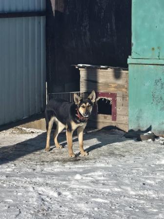 Отдам собаку.