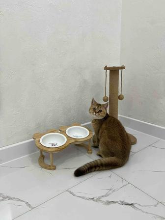 Продается очаровательная кошечка породы шиншилла, возраст 5 месяцев