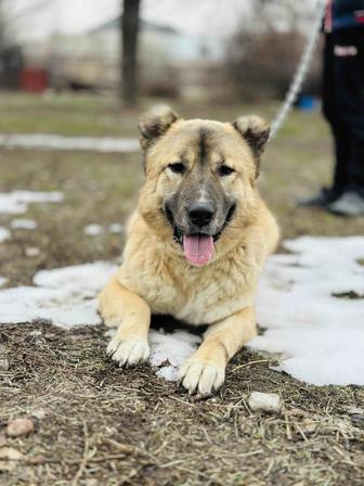 Диего. Классная собака ищет семью