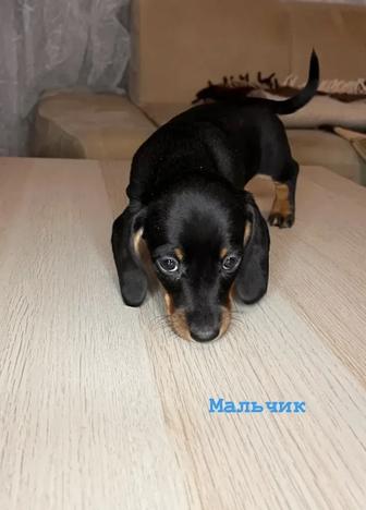 Щенки таксы