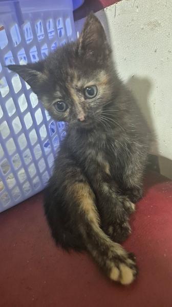 Котята даром в Темиртау