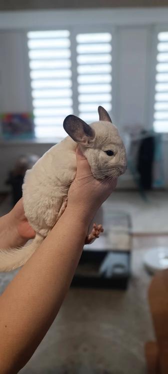 Продам шиншиллу