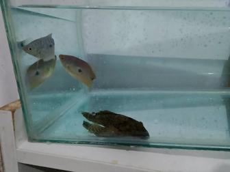 Продам аквариум 20 литр. 2 гурами 1 большой сомик. Состояние хорошее