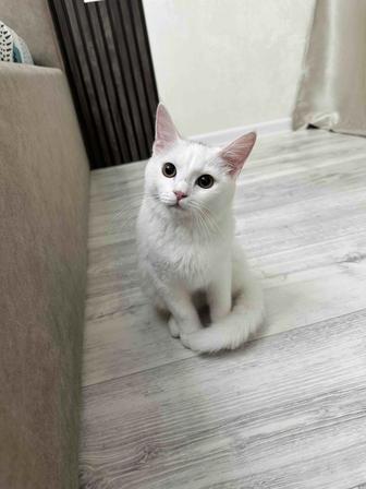 Ищет дом красивая кошечка, только в ответственные руки!