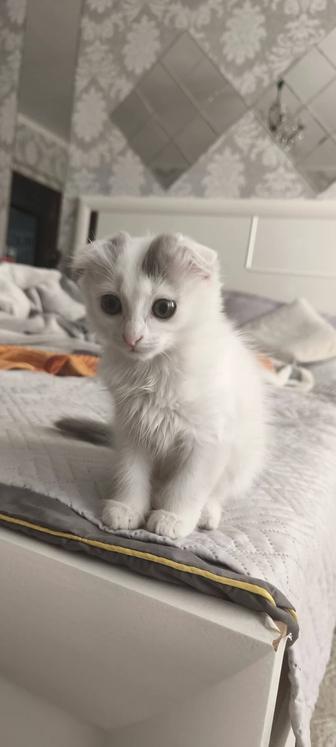 Отдам кошечку добрые руки