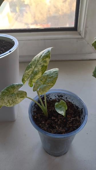 Алоказия Макрориза сплеш