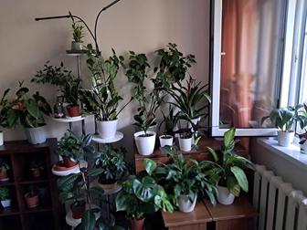 Продам комнатные цветы