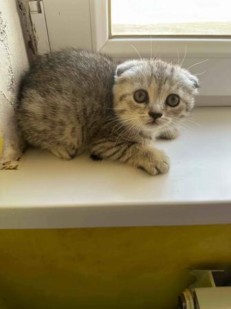Шотландская вислоухая кошка