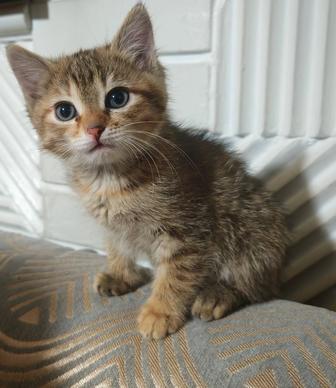 Отдам котенка