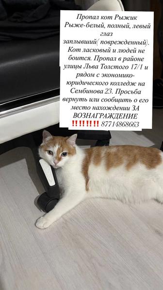 Пропал кот Рыжик