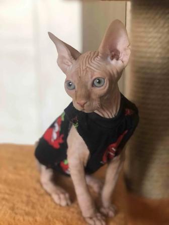 Сфинкс Канадский