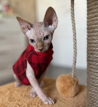 Сфинкс Канадский