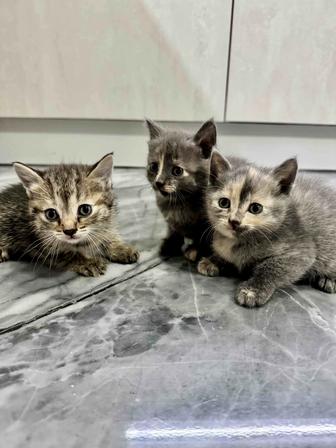 Отдам котят в добрые руки