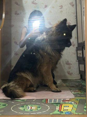 Вязка немецкой овчарки