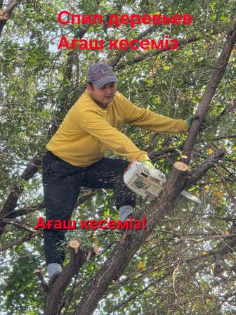 Спил деревьев